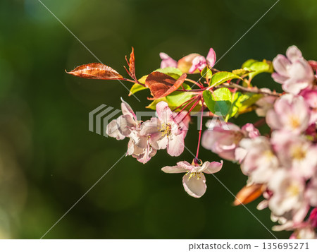 Fresh pink flowers of a blossoming apple tree with blured background Fresh pink flowers of a blossoming apple tree with blured background 135695271