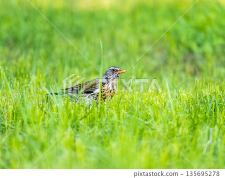 Wood bird Fieldfare, Turdus pilaris, on a sprng lawn. 135695278