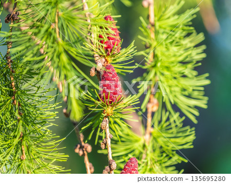 Larch tree fresh pink cones blossom at spring on nature background 135695280