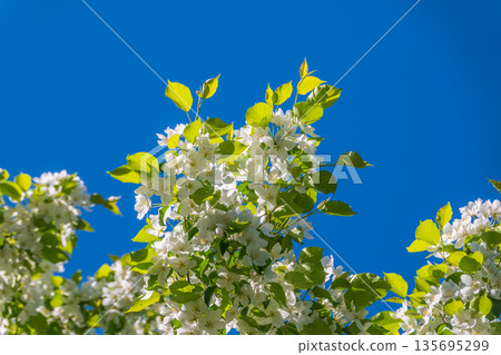 Apple tree branches with white flowers on a background of blue clear sky. Apple tree branches with white flowers on a background of blue clear sky. 135695299