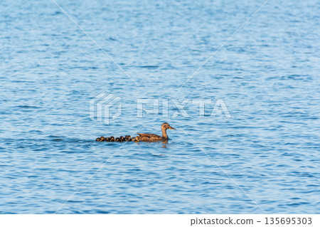 A family of ducks, a duck and its little ducklings are swimming in the water. The duck takes care of its newborn ducklings. Mallard, lat. Anas platyrhynchos A family of ducks, a duck and its little ducklings are swimming in the water. The duck takes care of its newborn ducklings. Mallard, lat. Anas platyrhynchos 135695303