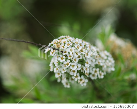 Beautiful white flowers Spirea aguta or Brides wreath. Beautiful white flowers Spirea aguta or Brides wreath. 135695307