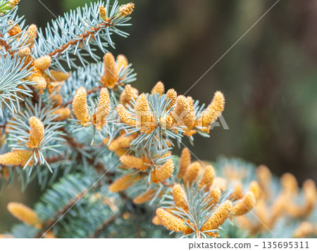 Closeup of fir branches with young buds. Spring nature concept. Fir branches with fresh shoots 135695311