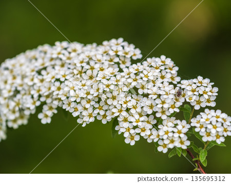 Beautiful white flowers Spirea aguta or Brides wreath. Beautiful white flowers Spirea aguta or Brides wreath. 135695312