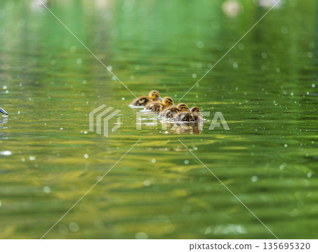 Cute little duckling swimming alone in a lake or river with calm water Cute little duckling swimming alone in a lake or river with calm water 135695320