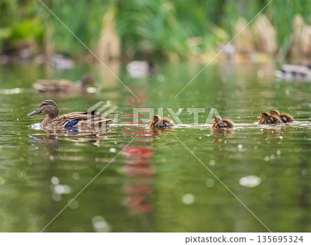 A family of ducks, a duck and its little ducklings are swimming in the water. The duck takes care of its newborn ducklings. Mallard, lat. Anas platyrhynchos 135695324