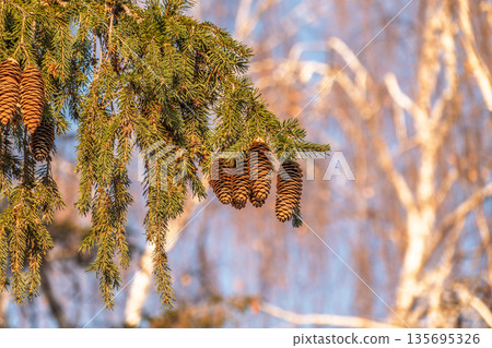 Green spruce branches with needles and cones in winter. Many cones on spruce. 135695326