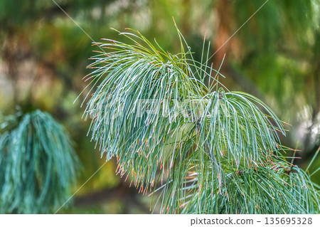 Cedar branches with long fluffy needles in winter covered with snow 135695328