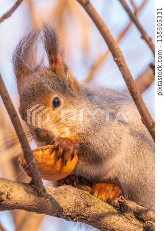 The squirrel with nut sits on tree in the winter or late autumn 135695331