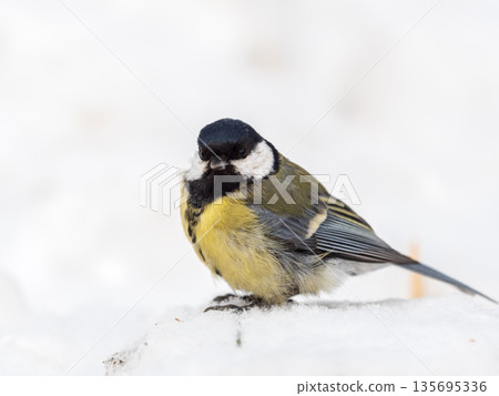 Cute bird Great tit, songbird sitting on a branch with snow in the autumn or winter. Cute bird Great tit, songbird sitting on a branch with snow in the autumn or winter. 135695336