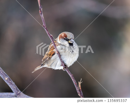 Sparrow sits on a branch without leaves. Sparrow sits on a branch without leaves. 135695337