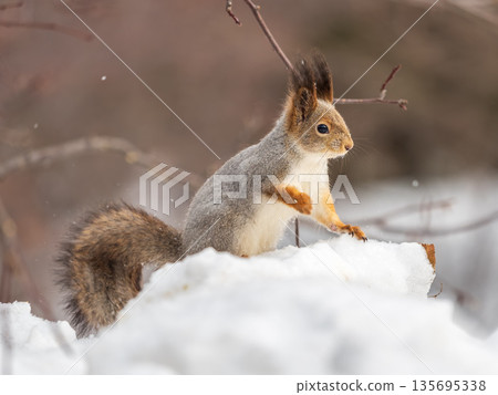 The squirrel sits on white snow The squirrel sits on white snow 135695338