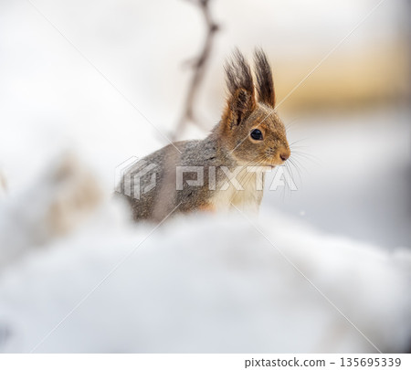 The squirrel sits on white snow The squirrel sits on white snow 135695339