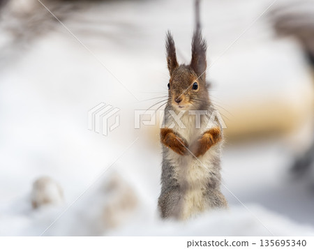 The squirrel sits on white snow The squirrel sits on white snow 135695340