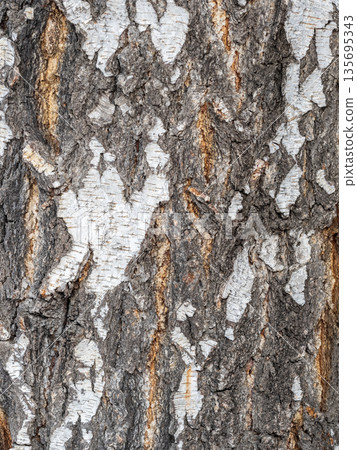 The texture of the birch bark. The texture of the birch bark. 135695343