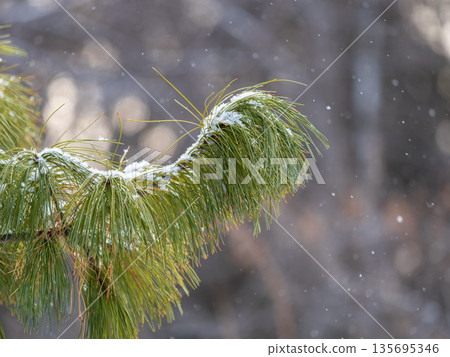 Cedar branches with long fluffy needles in winter covered with snow 135695346