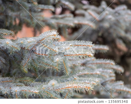 Green fir branches in winter covered with snow Green fir branches in winter covered with snow 135695348