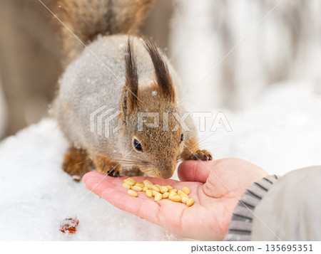 Squirrel eats nuts from a man's hand. Caring for animals in winter or autumn. 135695351