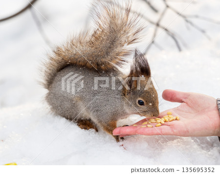 Squirrel eats nuts from a man's hand. Caring for animals in winter or autumn. 135695352