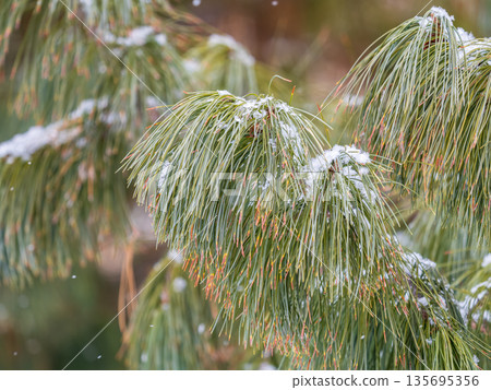 Cedar branches with long fluffy needles in winter covered with snow 135695356