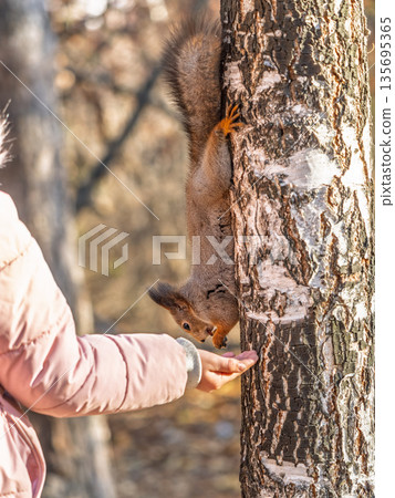 Girl feeds a squirrel with nuts in an autumn park. 135695365