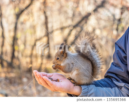 A squirrel in the spring or autumn eats nuts from a human hand. Eurasian red squirrel, Sciurus vulgaris 135695366