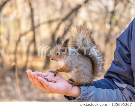 A squirrel in the spring or autumn eats nuts from a human hand. Eurasian red squirrel, Sciurus vulgaris 135695367