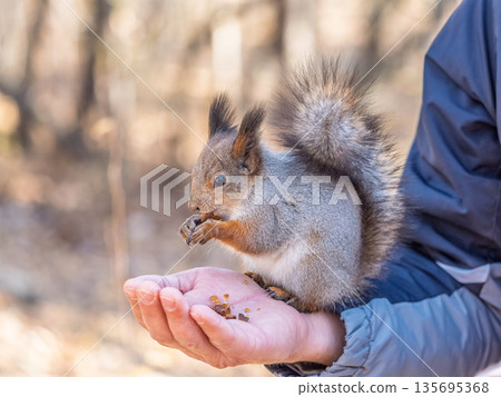 A squirrel in the spring or autumn eats nuts from a human hand. Eurasian red squirrel, Sciurus vulgaris 135695368