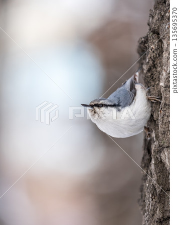 Eurasian nuthatch or wood nuthatch, lat. Sitta europaea, sitting on a tree trunk with a blurred background. Eurasian nuthatch or wood nuthatch, lat. Sitta europaea, sitting on a tree trunk with a blurred background. 135695370