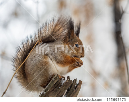 The squirrel with nut sits on tree in the winter or late autumn 135695373