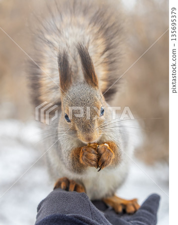 Squirrel eats nuts from a man's hand. Caring for animals in winter or autumn. Squirrel eats nuts from a man's hand. Caring for animals in winter or autumn. 135695379