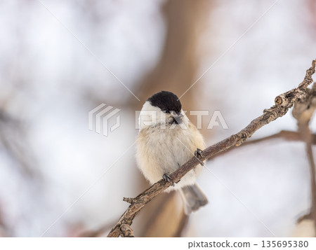 Cute bird the willow tit, song bird sitting on a branch without leaves in the winter. Cute bird the willow tit, song bird sitting on a branch without leaves in the winter. 135695380