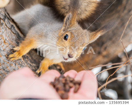 Squirrel eats nuts from a man's hand. Caring for animals in winter or autumn. 135695394