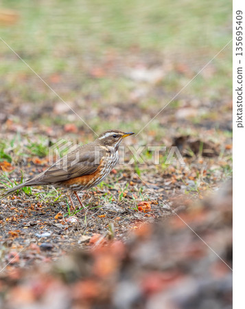 Wood bird Redwing, Turdus iliacus, on a sprng lawn. 135695409