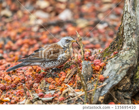 Fieldfare sitting on the bush and feeding on wild red apples in winter or early spring time. Fieldfare sitting on the bush and feeding on wild red apples in winter or early spring time. 135695410