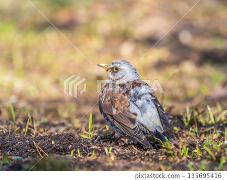 A fieldfare chick, Turdus pilaris, has left the nest and sitting on the spring lawn. A fieldfare chick sits on the ground and waits for food from its parents. 135695416