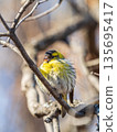 Eurasian siskin male, latin name spinus spinus, sitting on branch of tree. Cute little yellow songbird. 135695417