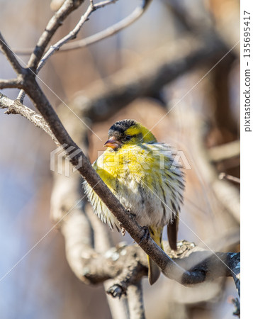 Eurasian siskin male, latin name spinus spinus, sitting on branch of tree. Cute little yellow songbird. Eurasian siskin male, latin name spinus spinus, sitting on branch of tree. Cute little yellow songbird. 135695417