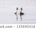 Mating games of two water birds Great Crested Grebes. Two waterfowl birds Great Crested Grebes swim in the lake with heart shaped silhouette 135695418