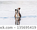 Mating games of two water birds Great Crested Grebes. Two waterfowl birds Great Crested Grebes swim in the lake with heart shaped silhouette 135695419