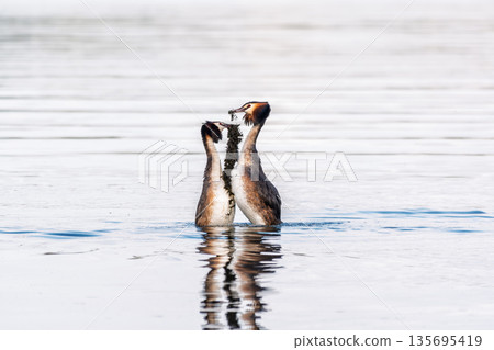 Mating games of two water birds Great Crested Grebes. Two waterfowl birds Great Crested Grebes swim in the lake with heart shaped silhouette Mating games of two water birds Great Crested Grebes. Two waterfowl birds Great Crested Grebes swim in the lake with heart shaped silhouette 135695419