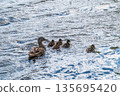 A family of ducks, a duck and its little ducklings are swimming in the water. The duck takes care of its newborn ducklings. Mallard, lat. Anas platyrhynchos 135695420