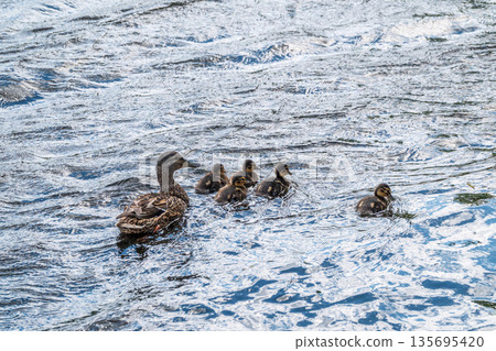 A family of ducks, a duck and its little ducklings are swimming in the water. The duck takes care of its newborn ducklings. Mallard, lat. Anas platyrhynchos A family of ducks, a duck and its little ducklings are swimming in the water. The duck takes care of its newborn ducklings. Mallard, lat. Anas platyrhynchos 135695420