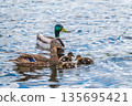 A family of ducks, a duck and its little ducklings are swimming in the water. The duck takes care of its newborn ducklings. Mallard, lat. Anas platyrhynchos 135695421