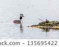 The waterfowl bird Great Crested Grebe swimming in the lake near its nest with eggs 135695422