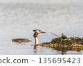 The waterfowl bird Great Crested Grebe swimming in the lake near its nest with eggs 135695423