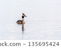 The waterfowl bird Great Crested Grebe swimming in the calm lake 135695424