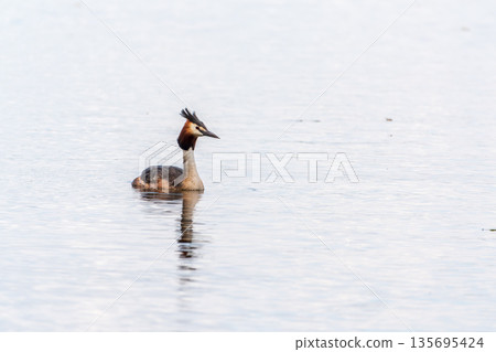 The waterfowl bird Great Crested Grebe swimming in the calm lake The waterfowl bird Great Crested Grebe swimming in the calm lake 135695424