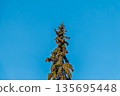 Green spruce branches with needles and cones against a blue sky in winter. Many cones on spruce. Fir tree. 135695448