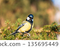 Cute bird Great tit, songbird sitting on the fir branch 135695449
